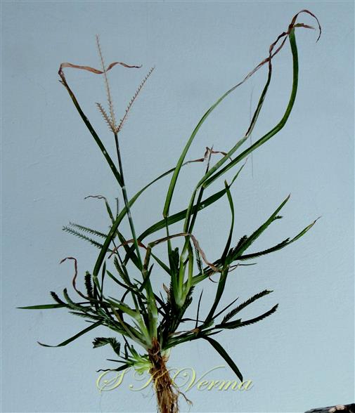  Plant